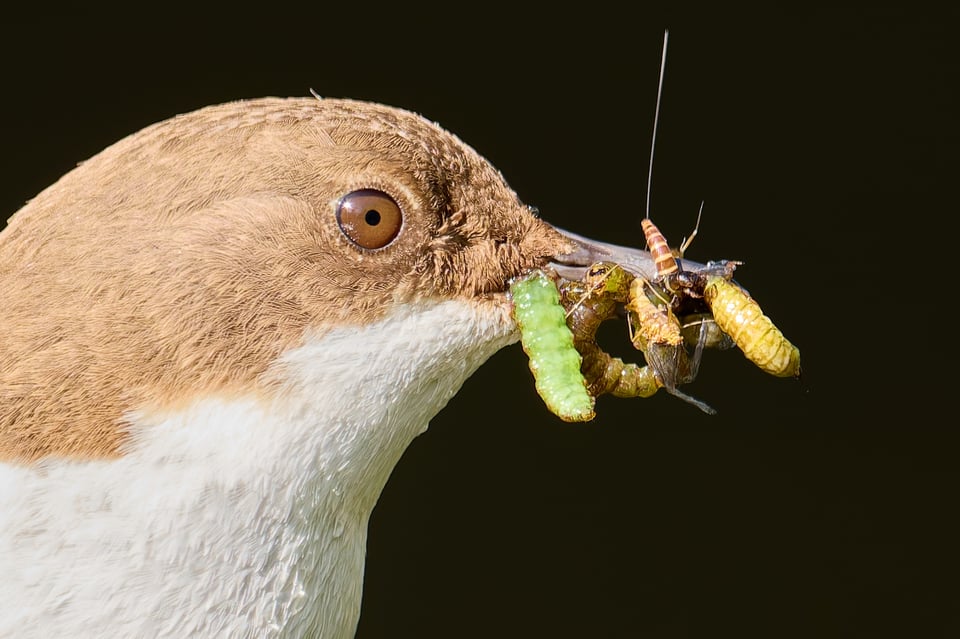 صورة مقصوصة لطائر الغطاس أبيض الزور (Cinclus cinclus) ملتقطة بكاميرا Nikon D500