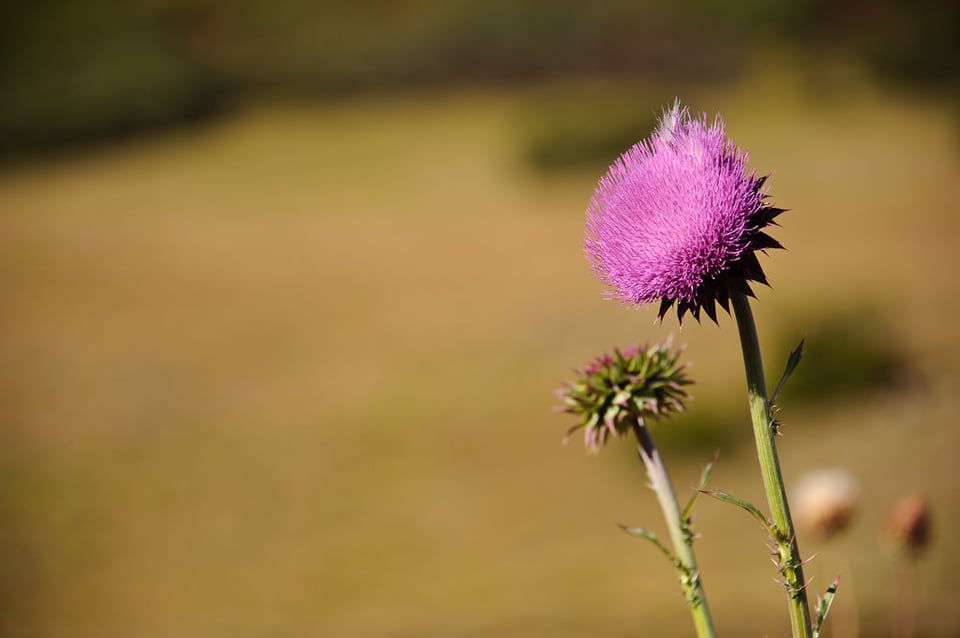 صورة عينة بعدسة Nikon 28-300mm رقم 2