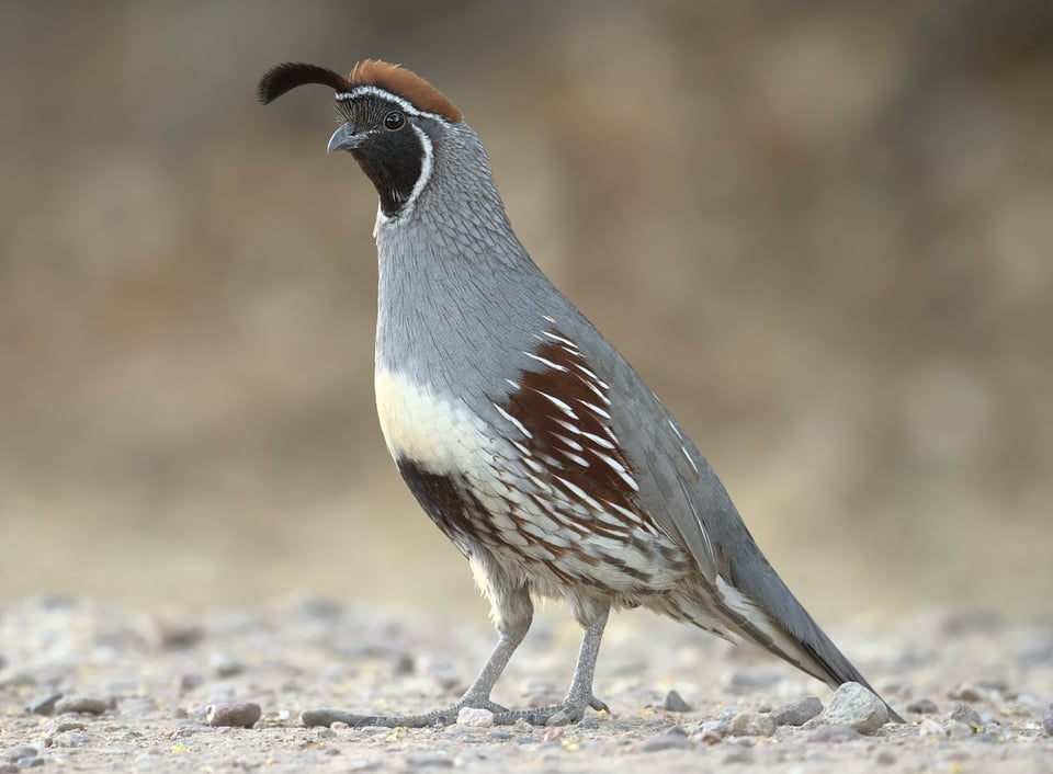 طائر السمان جامبلز