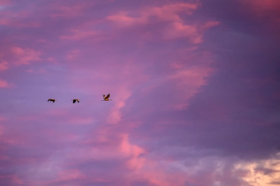 صورة عينة من Nikon Z6 II رقم 11