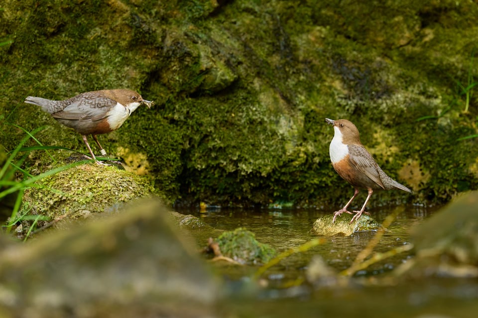 صورة لطائر الغواص أبيض الحنجرة (Cinclus cinclus) ملتقطة بكاميرا Nikon D850، مقارنة تأثير حجم المستشعر على صور الحياة البرية.