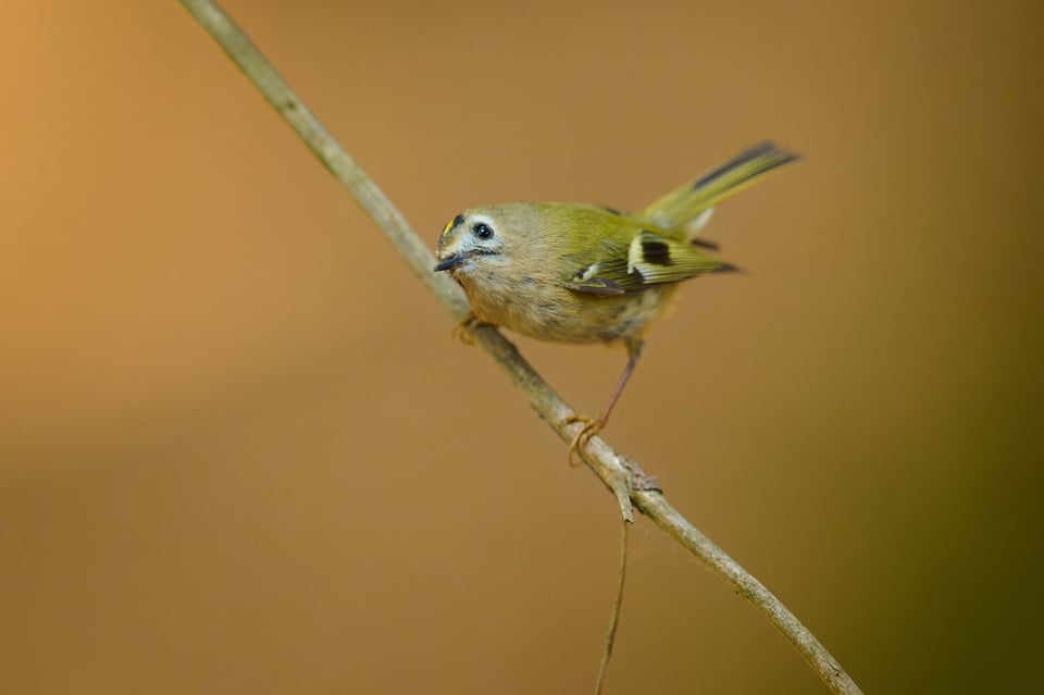 طائر أبو الحناء الذهبي_Nikon Z9_500mm f4_LVP0434-NEF
