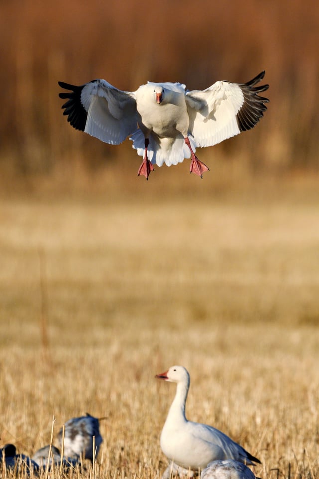 صورة عينة: عدسة Nikon Z 800mm f/6.3 VR S