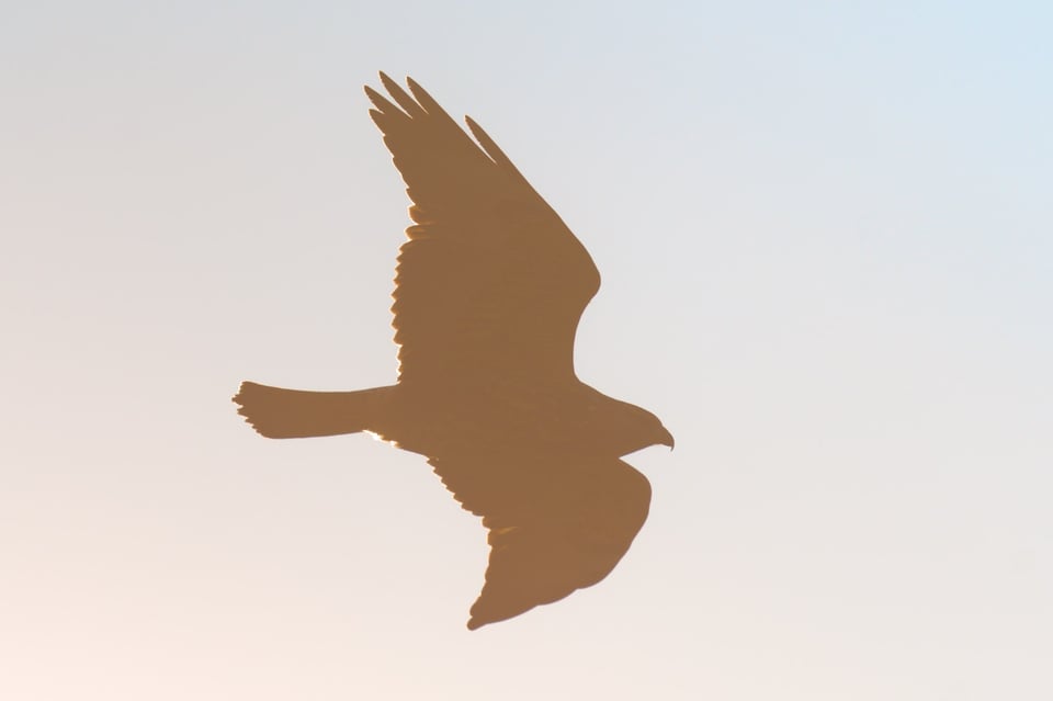 طائر جارح مقابل الشمس، جيسون بولاك