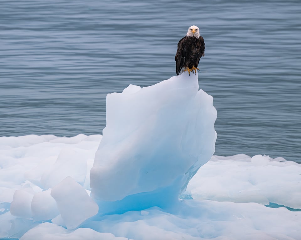 صورة عينة من Nikon Z8 800mm f6.3 PF: نسر وجبل جليدي