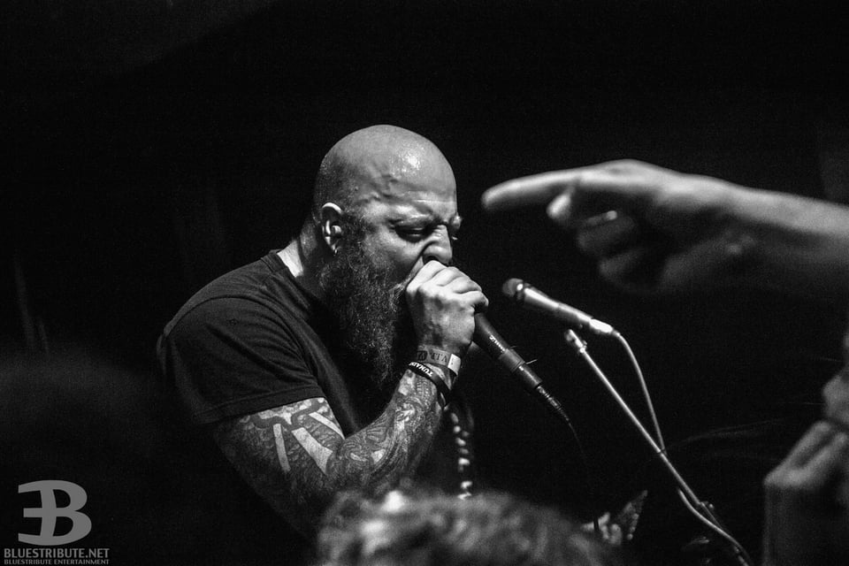 بلوستريبيوت (11)