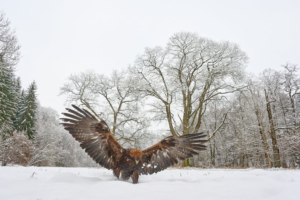 صورة نسر التقطت بكاميرا Nikon Z9