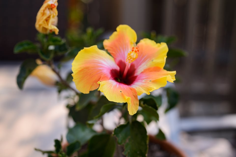 عدسة Nikon AI-S Macro