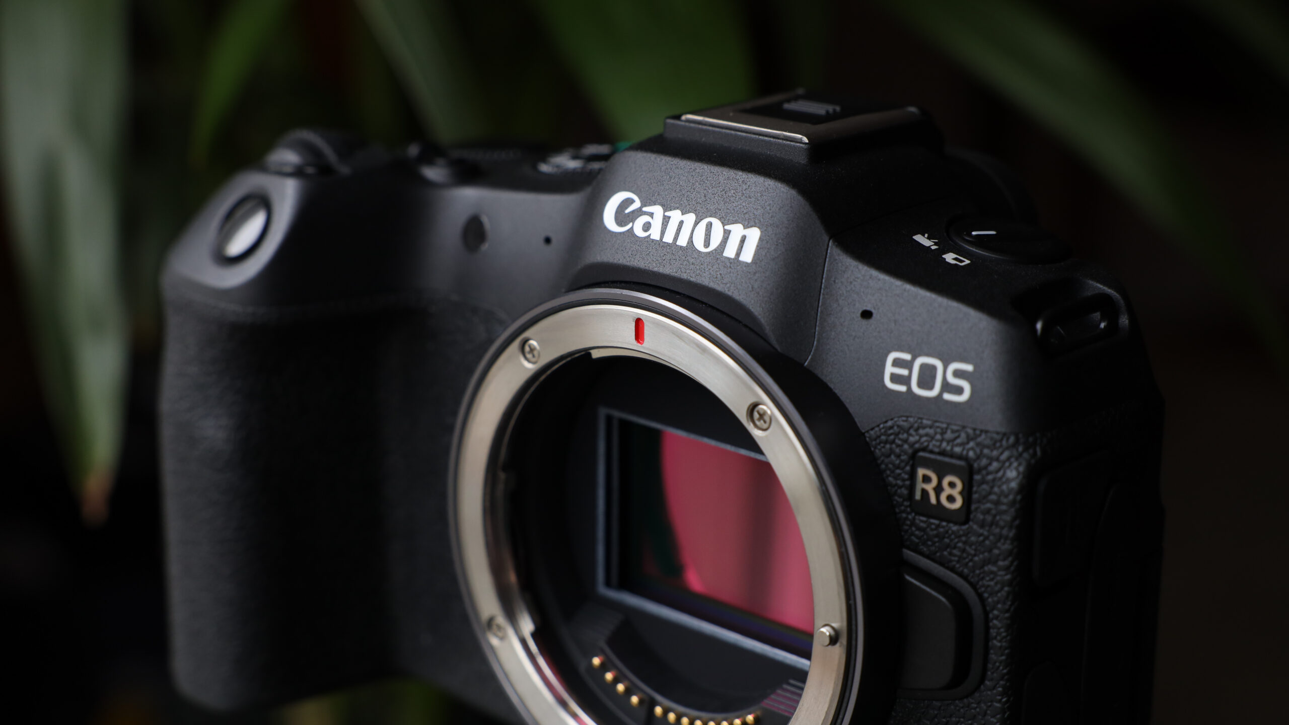 كاميرا Canon EOS R8 الرقمية بدون مرآة