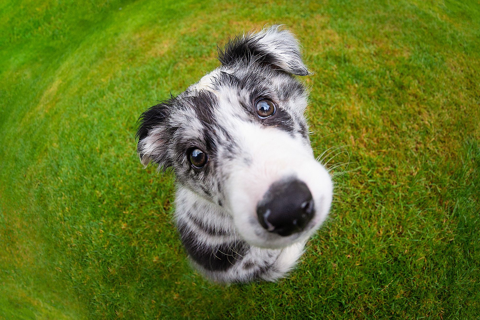 Cómo fotografié la caricatura de mi perro usando un objetivo ojo de pez sin posprocesamiento.