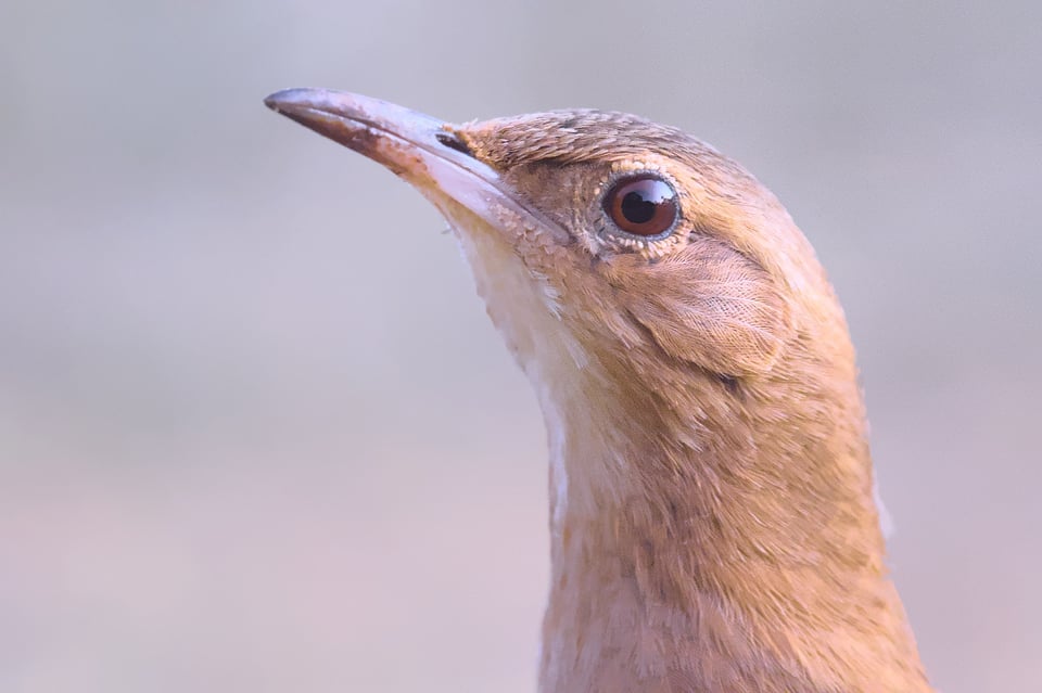 طائر هورنيرو أحمر الصدر، Panasonic G9، Tamron 55BB