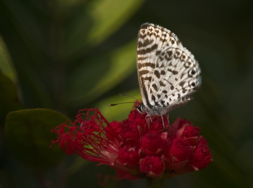 Butterfly_55BB_Jason_Polak