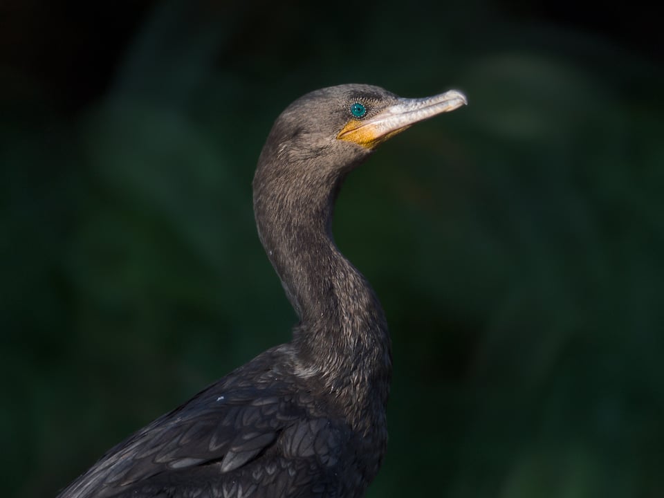 طائر الغاق الاستوائي Neotropic Cormorant تم تصويره بعدسة G955BB بواسطة Jason Polak