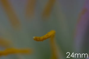 عدسة 24 مم