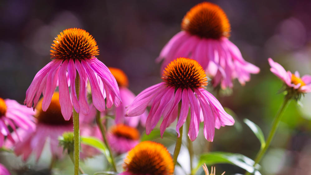 flores de erizo