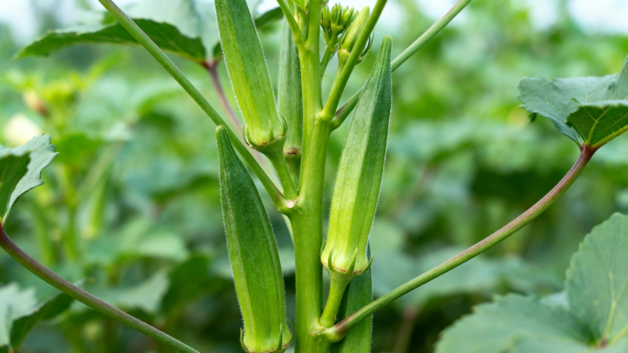 planta de okra verde
