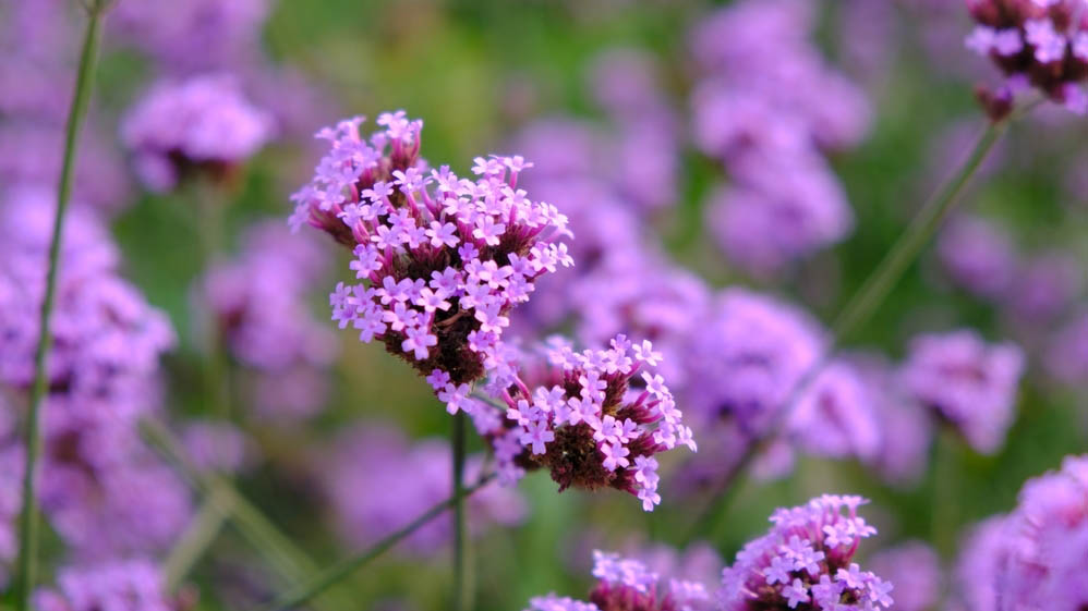 Planta de verbena