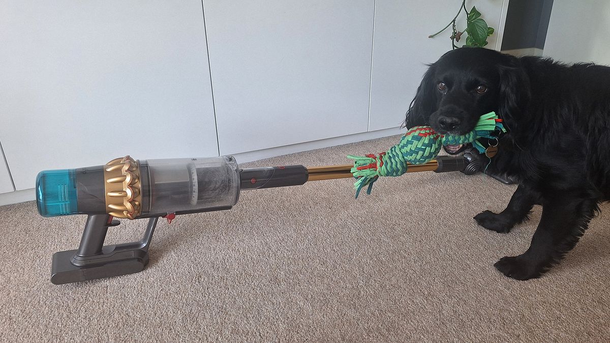 كلب يقف أمام مكنسة Dyson V15 الكهربائية