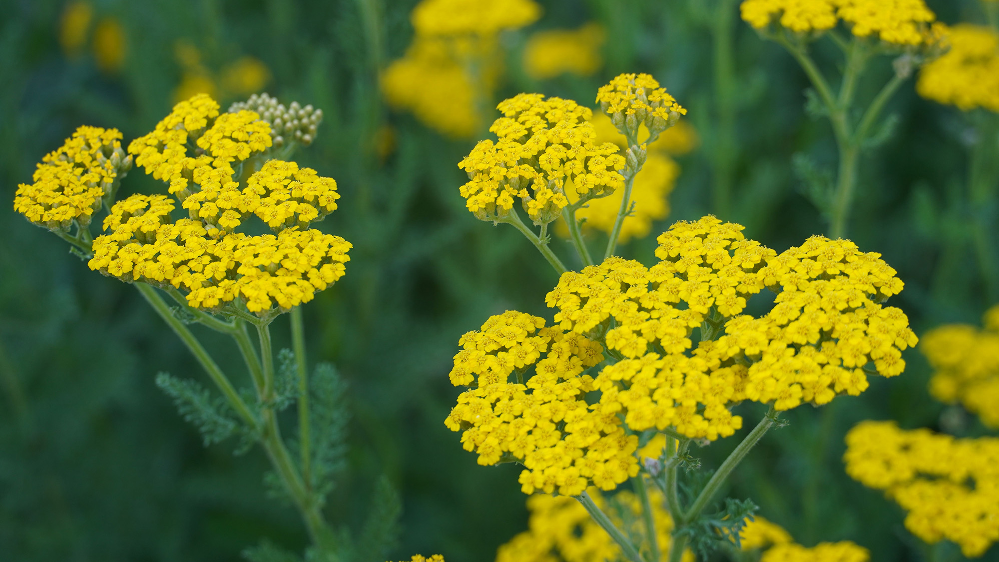 Amarillo de Aquilea