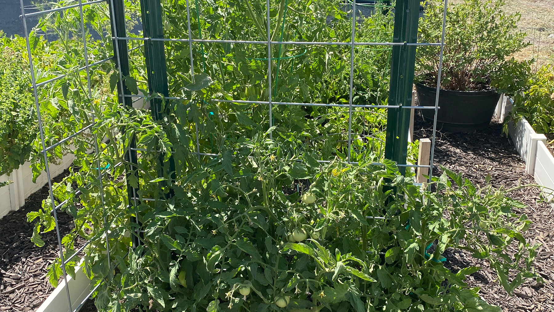 Tomatenplanten ondersteund door een gaashekwerk.