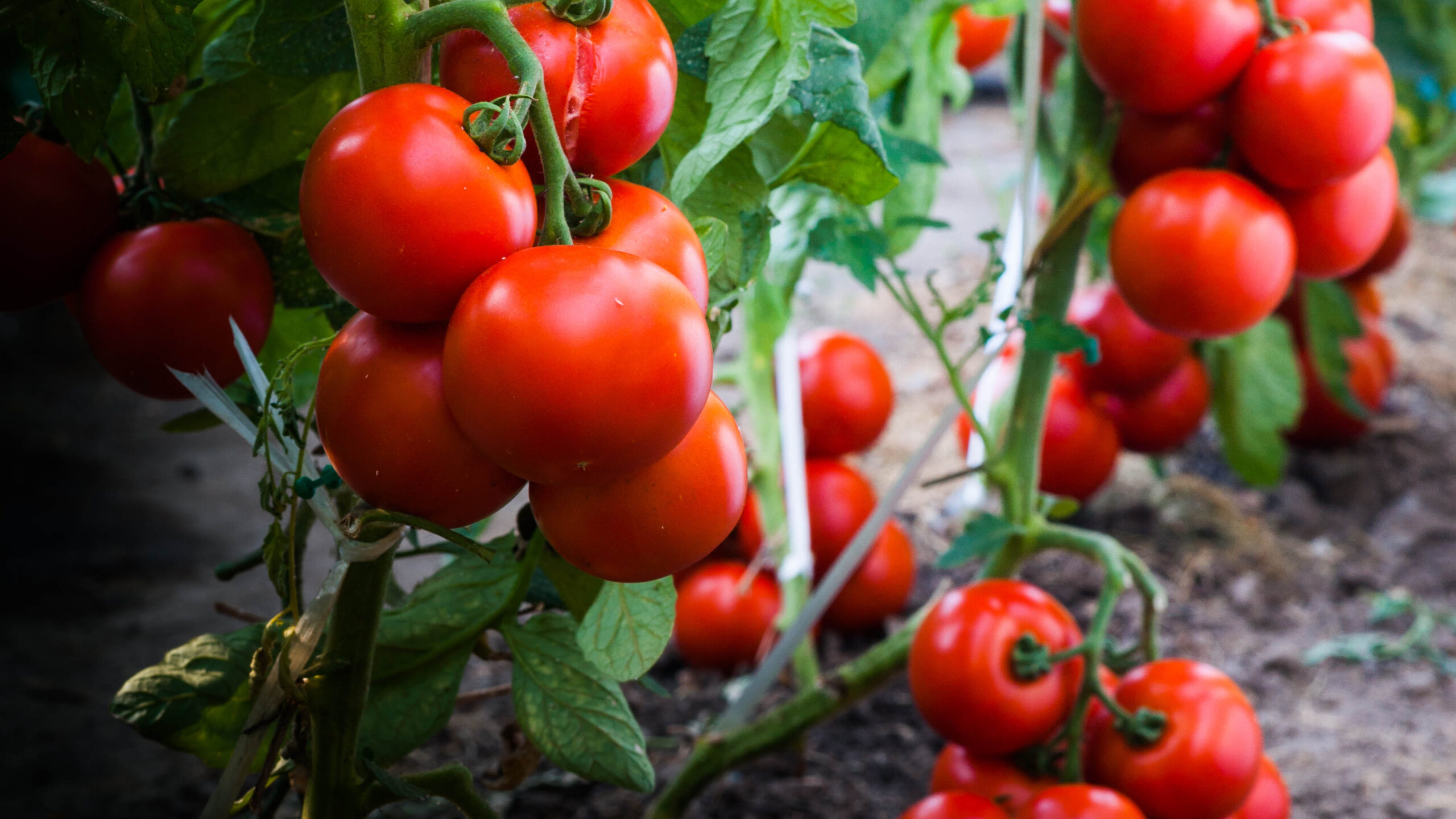 Tomatenplanten klaar voor de oogst, vol met vruchten.