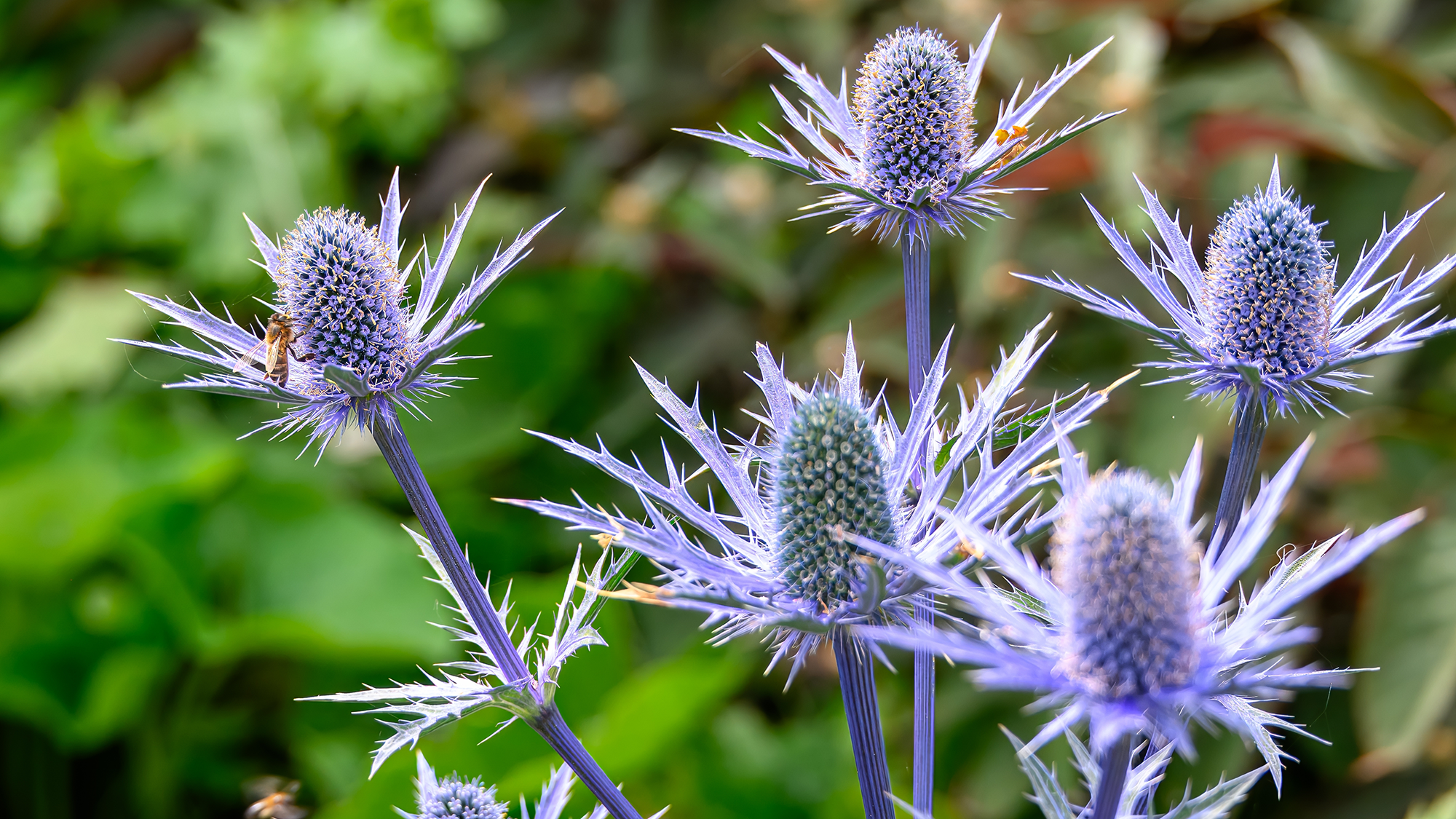 Espina marina, eryngium