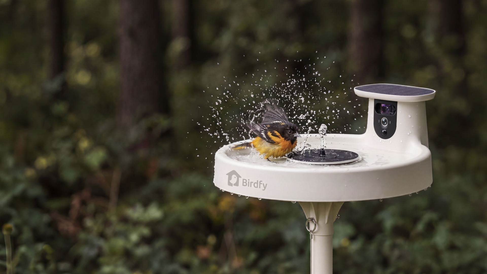 أجهزة Birdfy الذكية لمراقبة الطيور