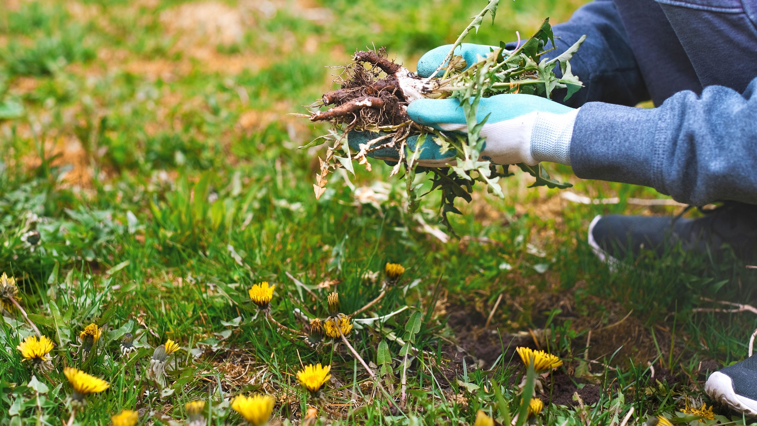 Tu herramienta de jardinería favorita podría estar propiciando el crecimiento de malas hierbas: ¿cuándo deberías evitar usarla?