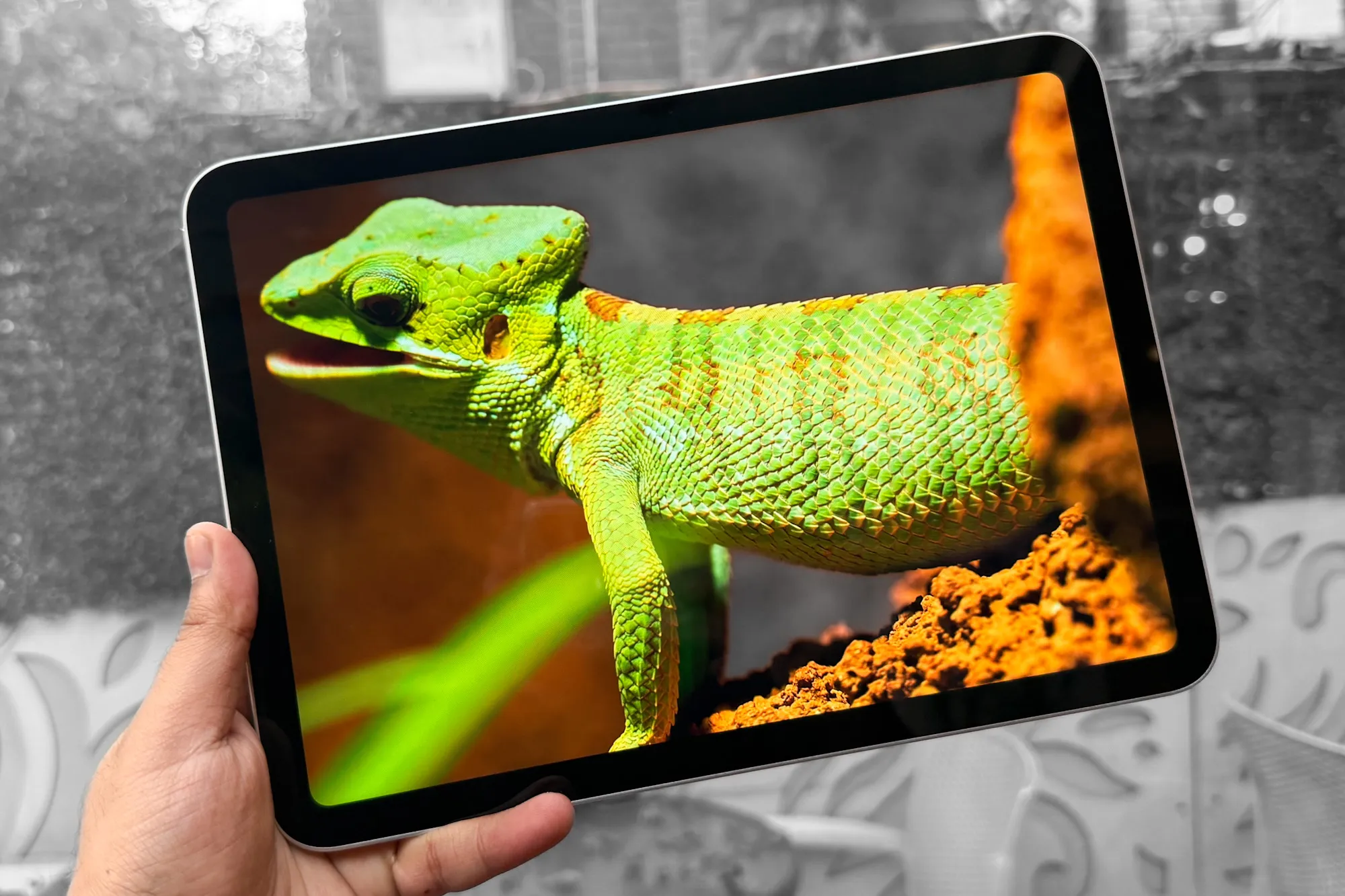 Watching nature video on the 11th Gen iPad.