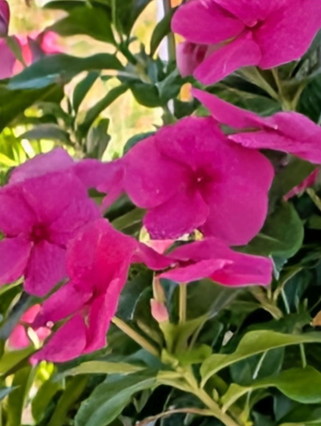 عينة تكبير Pro Res من Google Pixel 10 Pro XL.
