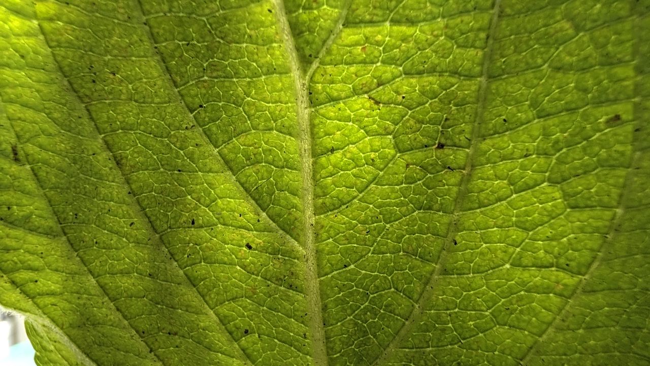 عينات صور مراجعة هاتف Google Pixel 11 Pro Fold القابل للطي