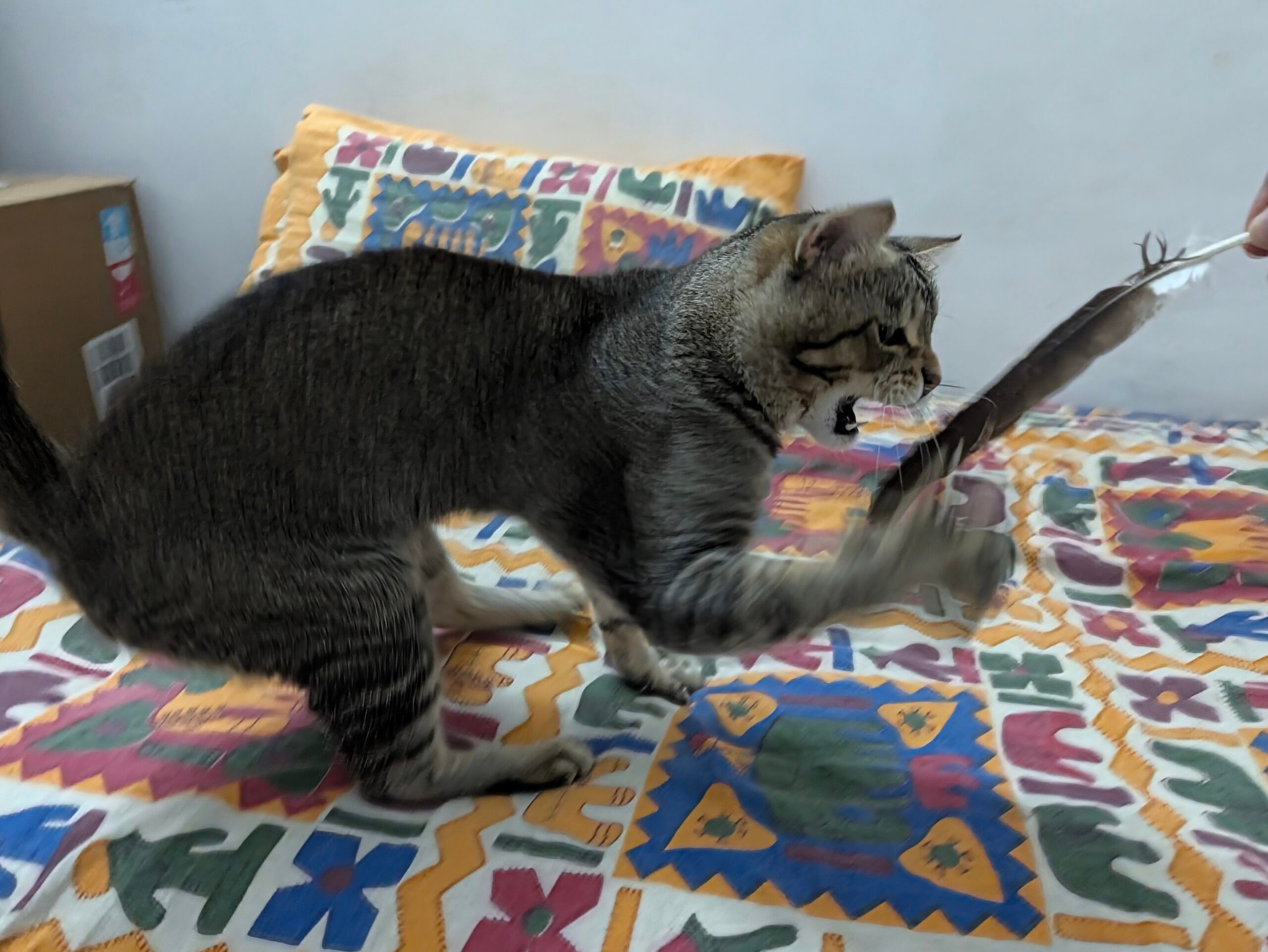 وسادة، ديكور منزلي، أريكة