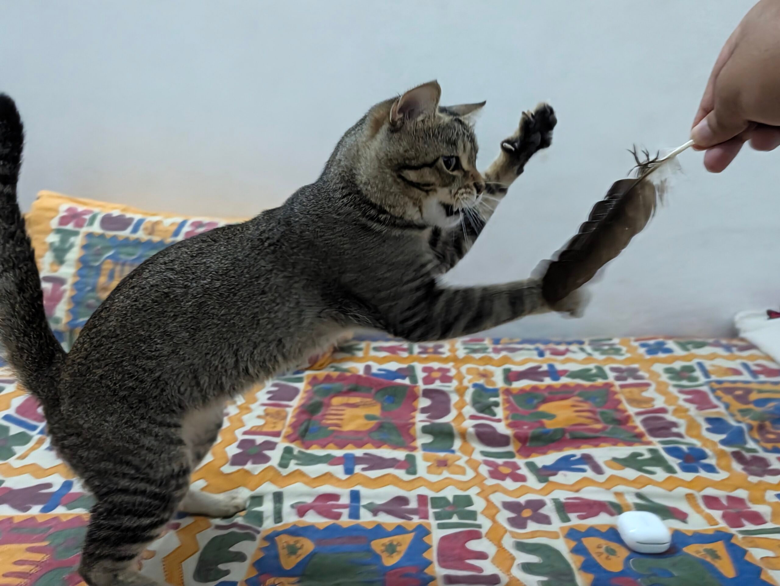 قط أبسيني، حيوان أليف، لقطة مضحكة
