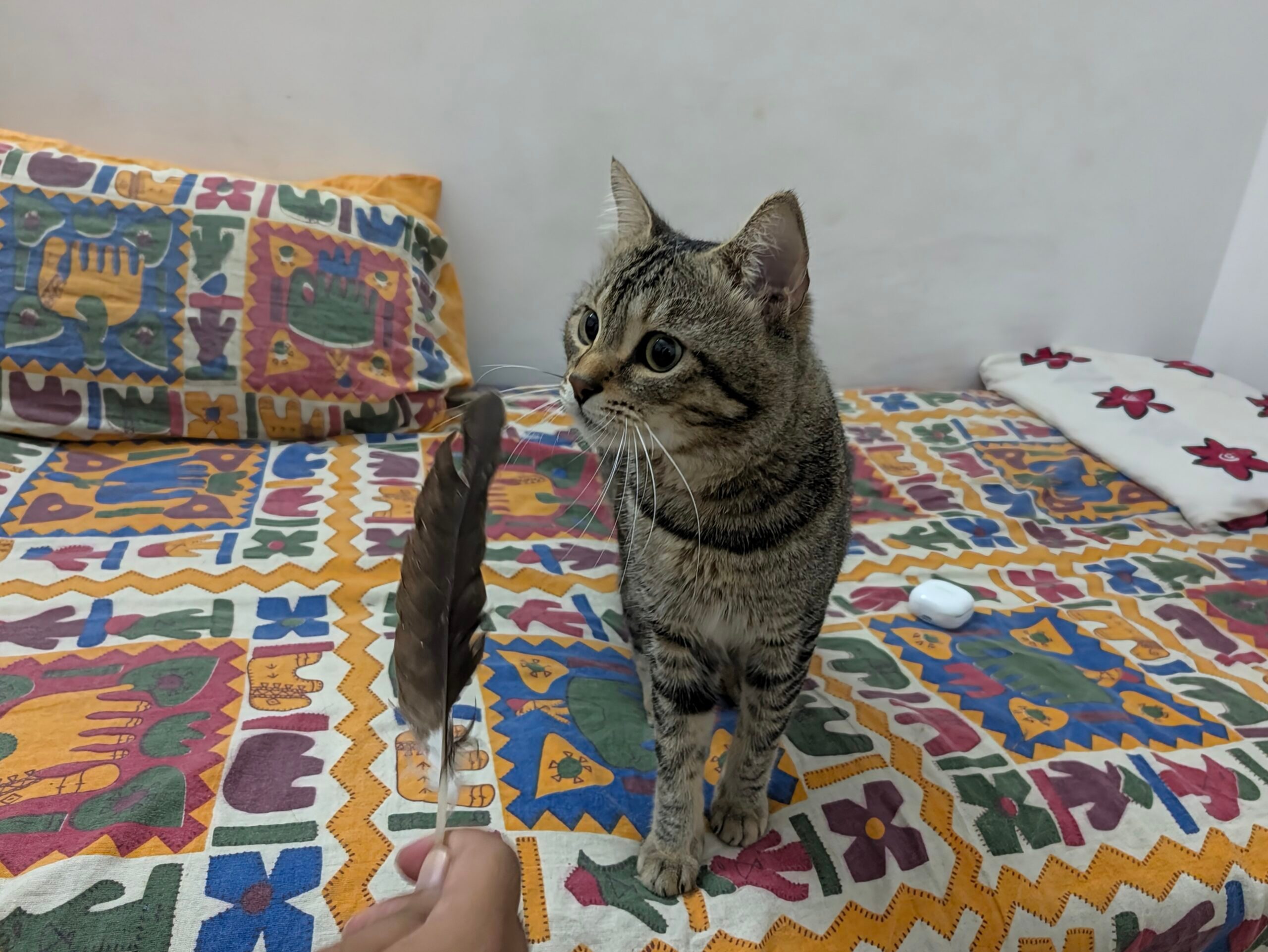 وسادة، ديكور منزلي، أثاث