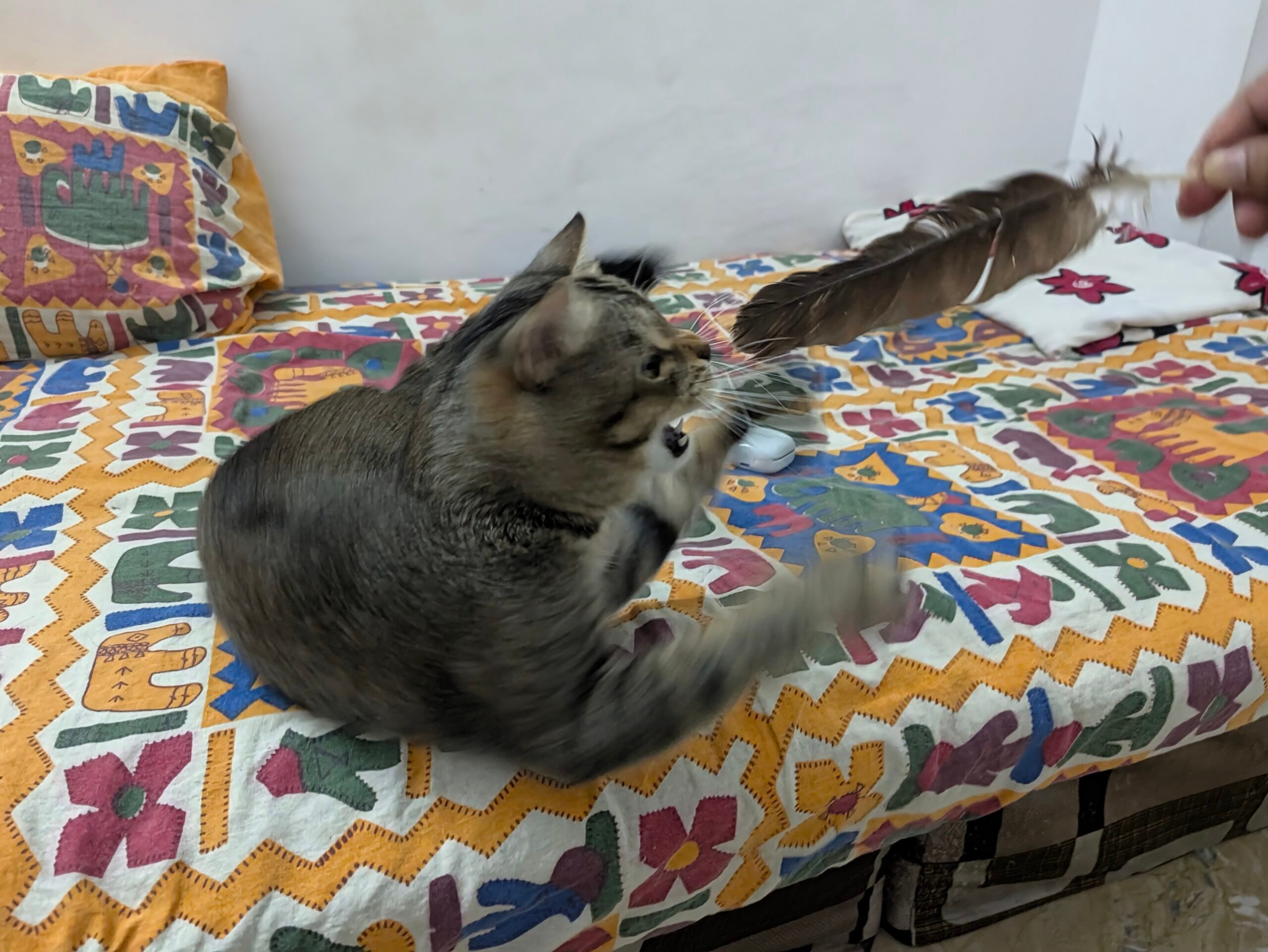 وسادة، ديكور منزلي، حيوان