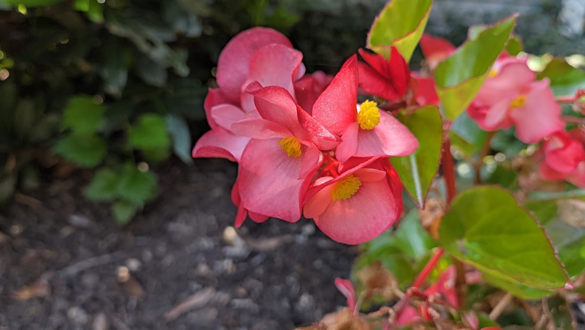 عينات صور من مراجعة Google Pixel 11 Pro Fold