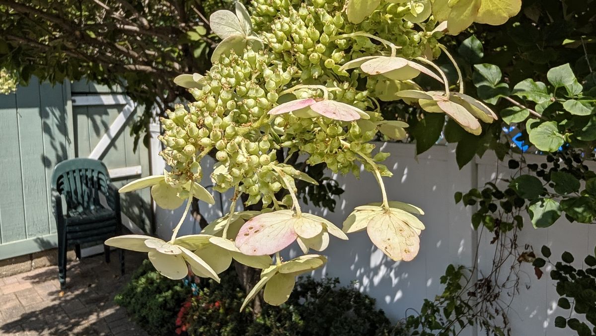 عينات صور من مراجعة Google Pixel 11 Pro Fold