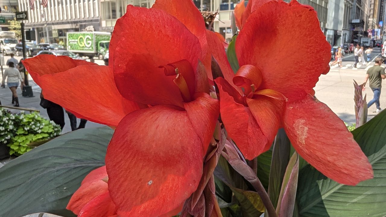 عينات صور مراجعة Google Pixel 11 Pro Fold