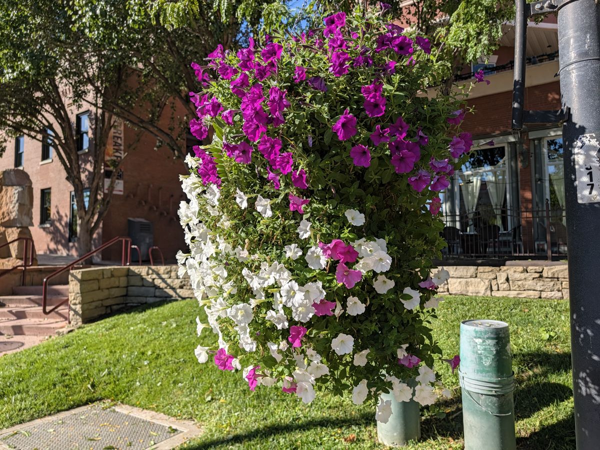 عينات صور كاميرا Google Pixel 11 Pro