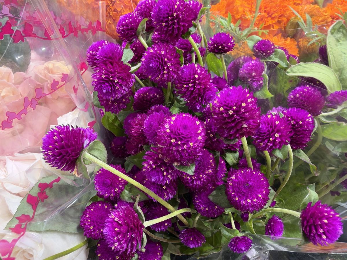 عينة صور من كاميرا Apple iPhone 18 Pro Max.