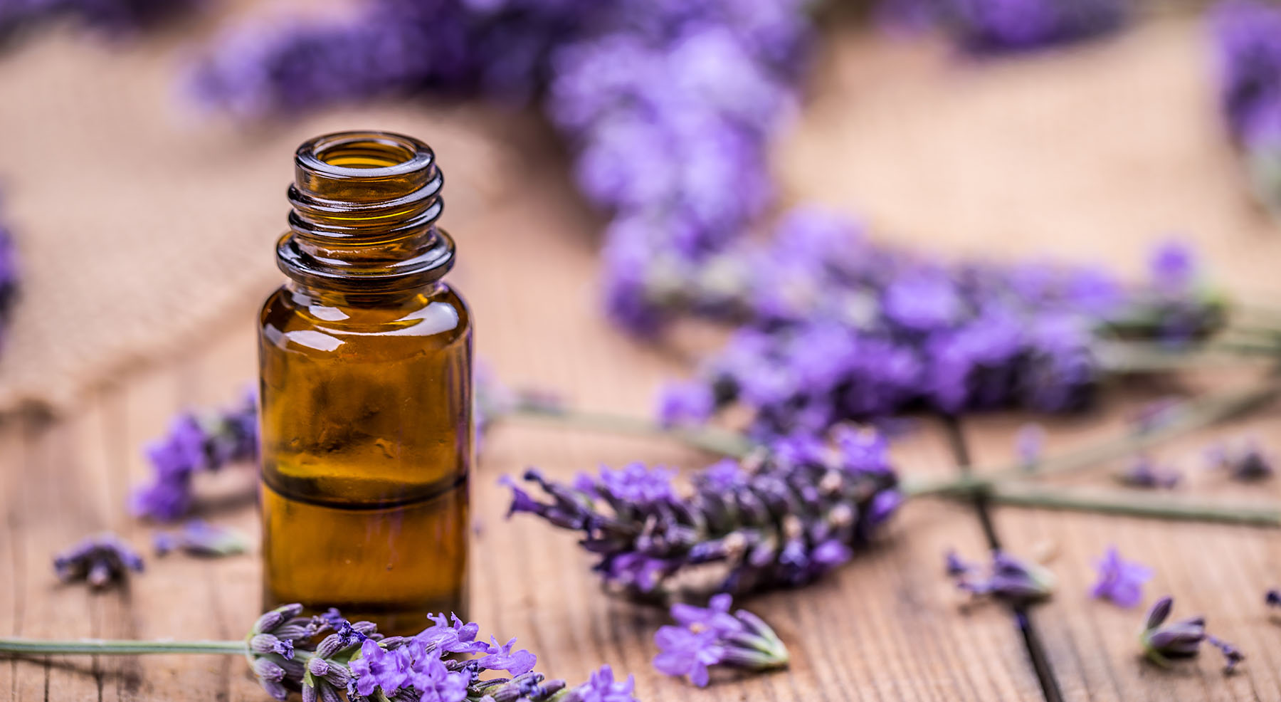 Lavender flowers on a tabletop with a small bottle of lavender oil