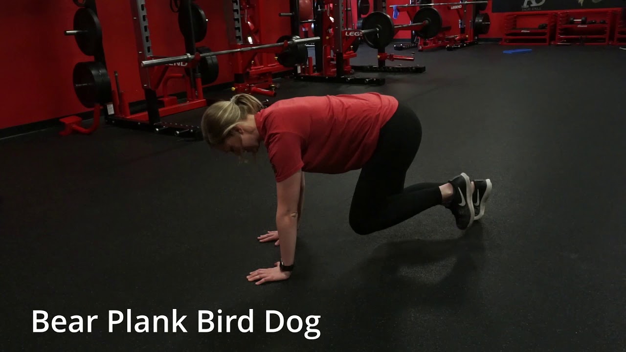تمرين الدب الطائر (Bear Plank Bird Dog) - YouTube