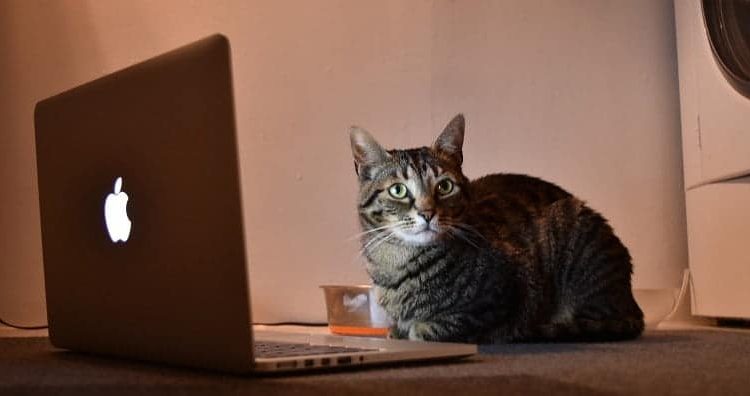 Image of مواقع الويب الموثوقة التي تدفع لك من استطلاعات الرأي: كسب المال مجانًا | Survey-Sites-min-DzTechs